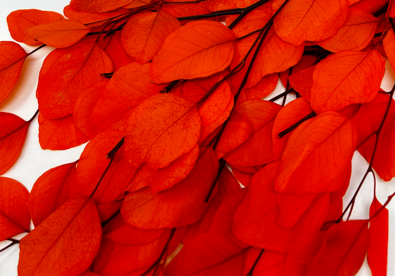 Orange Fall-Colored Silver Dollar Eucalyptus (10-Stem Bunch) – Fall Special