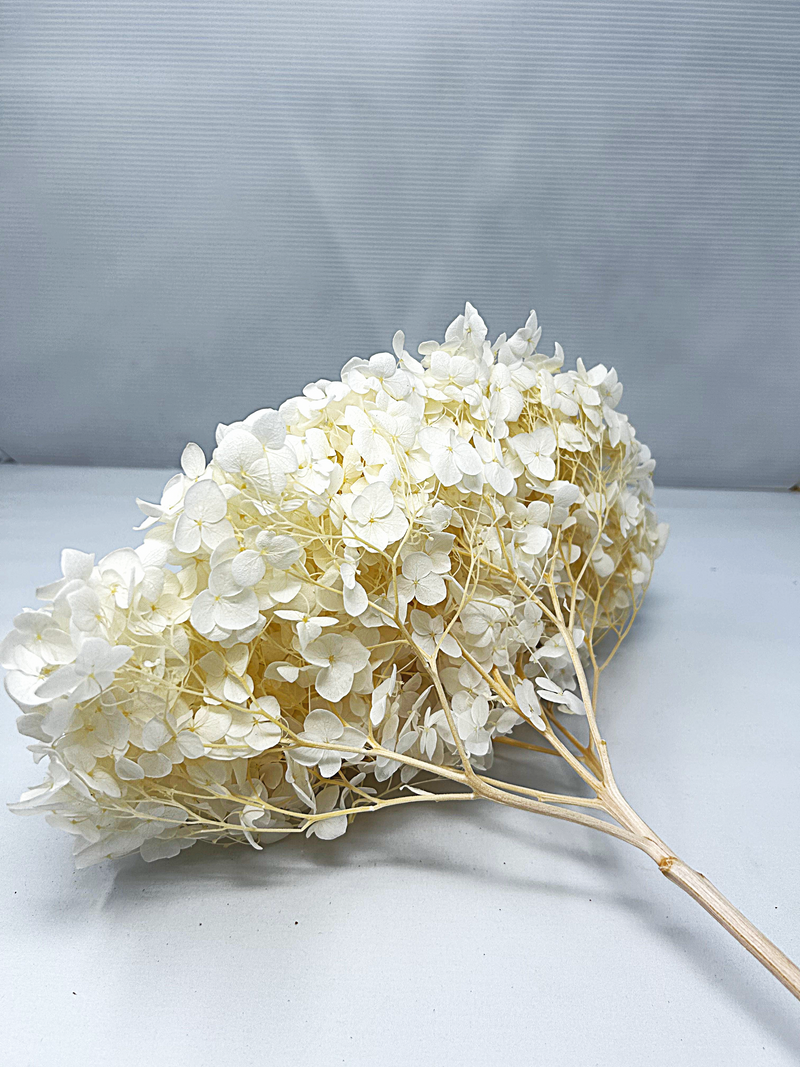 White Bleached Preserved Hydrangeas