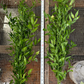 Large, 200 gram, Italian Ruscus Bunches