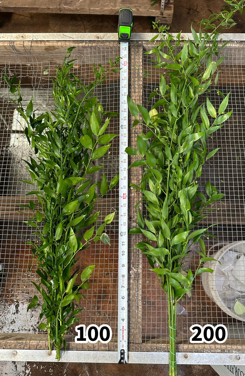 Large, 200 gram, Italian Ruscus Bunches