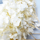 White Bleached Preserved Hydrangeas