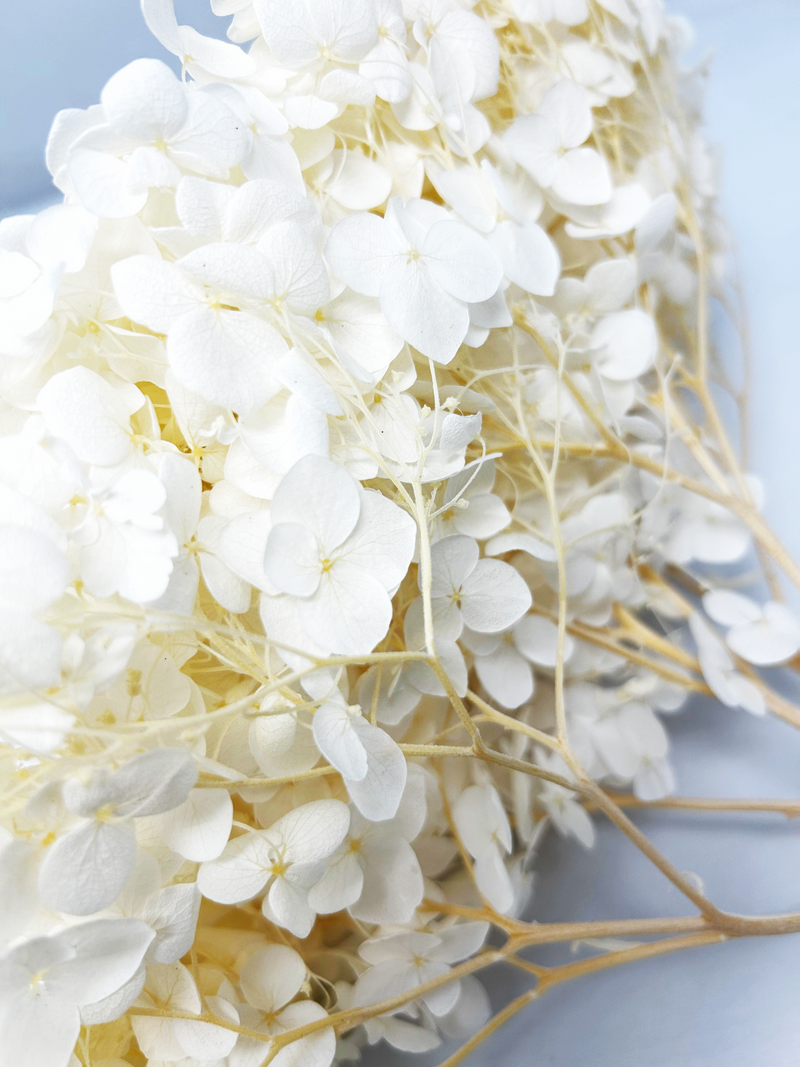 White Bleached Preserved Hydrangeas