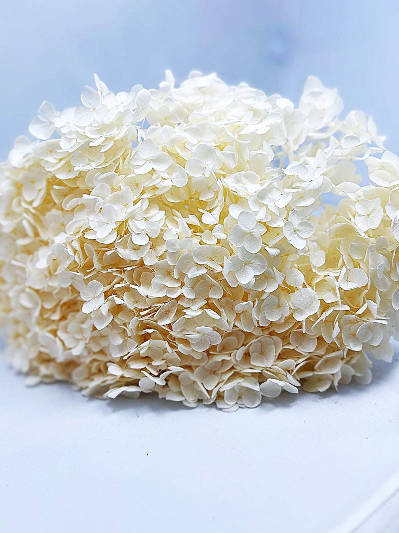 White Bleached Preserved Hydrangeas