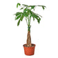 Money Tree (Pachira aquatica) – Braided Trunk, Good Fortune & Easy Care