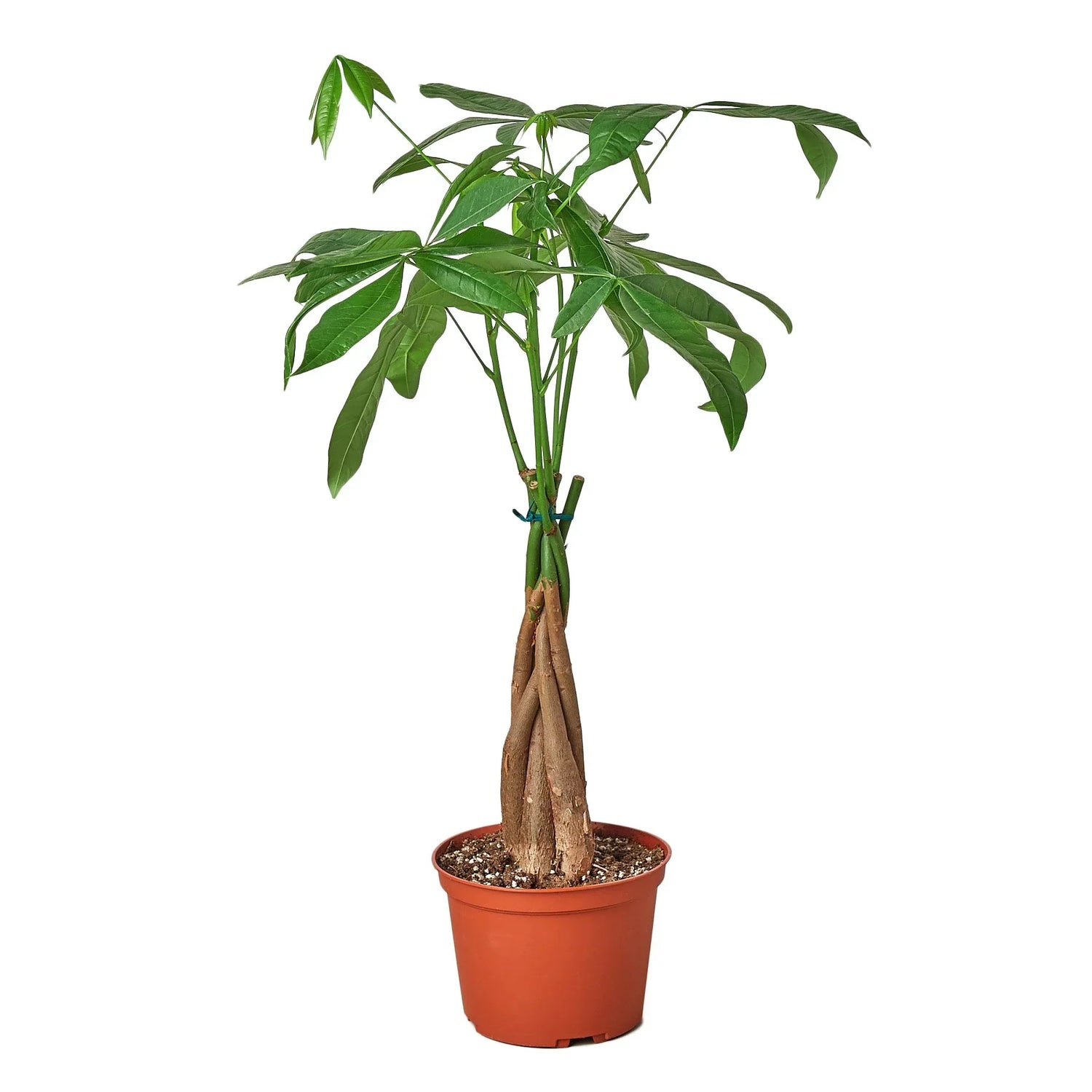 ching money tree Money Tree (Pachira aquatica) – Braided Lucky Plant for Home & Office – The Garland Guy