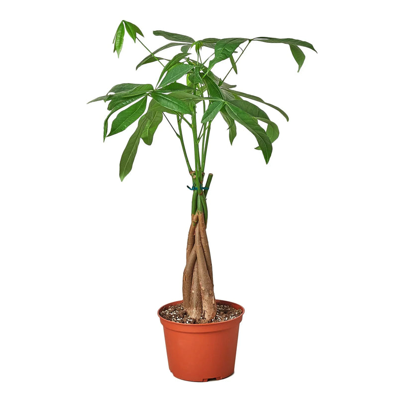 Money Tree (Pachira aquatica) – Braided Trunk, Good Fortune & Easy Care