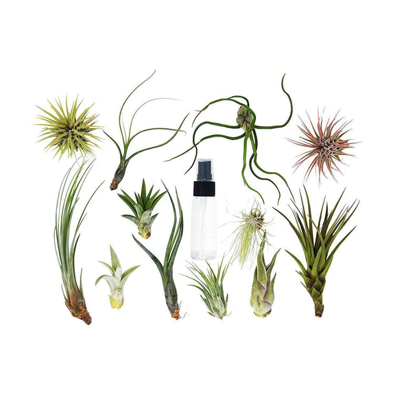 air plant garland Tillandsia Air Plant Variety w/ Spray