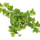 English Ivy 'Eva'
