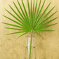 Fan Palm (Palmetto Palm) Foliage Bunches – 5 Stems (22–26")