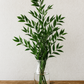 Italian Ruscus Bunches, 150 Gram – Fresh Greenery for Weddings, Events & Home Décor (5–6 Stems, 24–28")