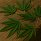 Hemp Leaves