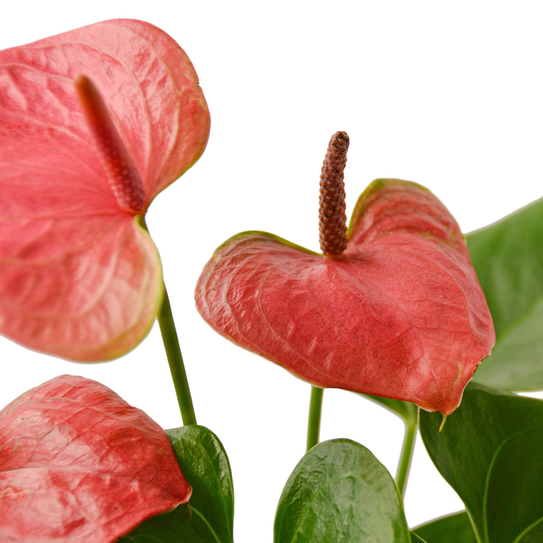 The Garland Guy Anthurium - Thumbnail 4