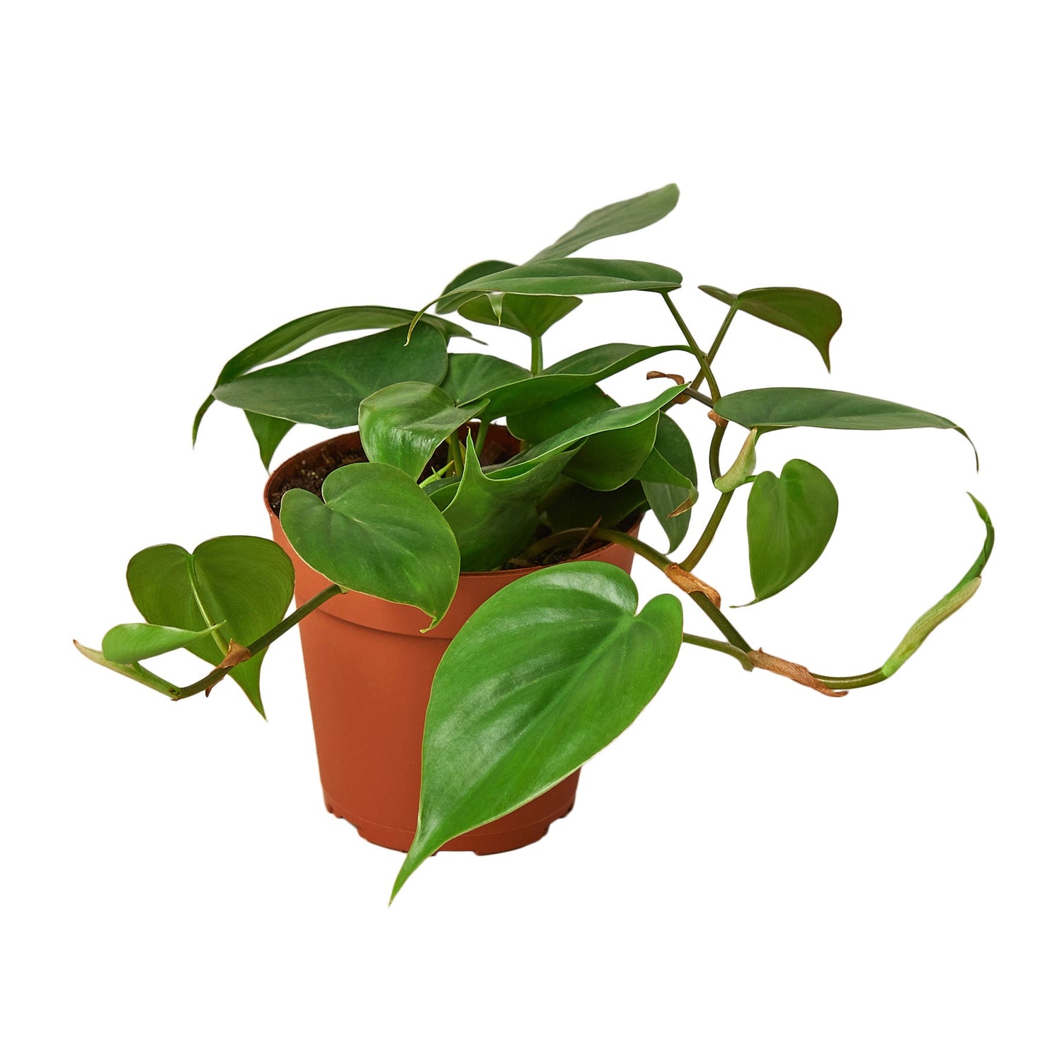 Philodendron Cordatum (Philodendron cordatum) – Easy-Care Heartleaf Vine