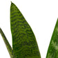 Snake Plant ‘Zeylanica’ (Sansevieria trifasciata) – Low-Maintenance, Air-Purifying Houseplant