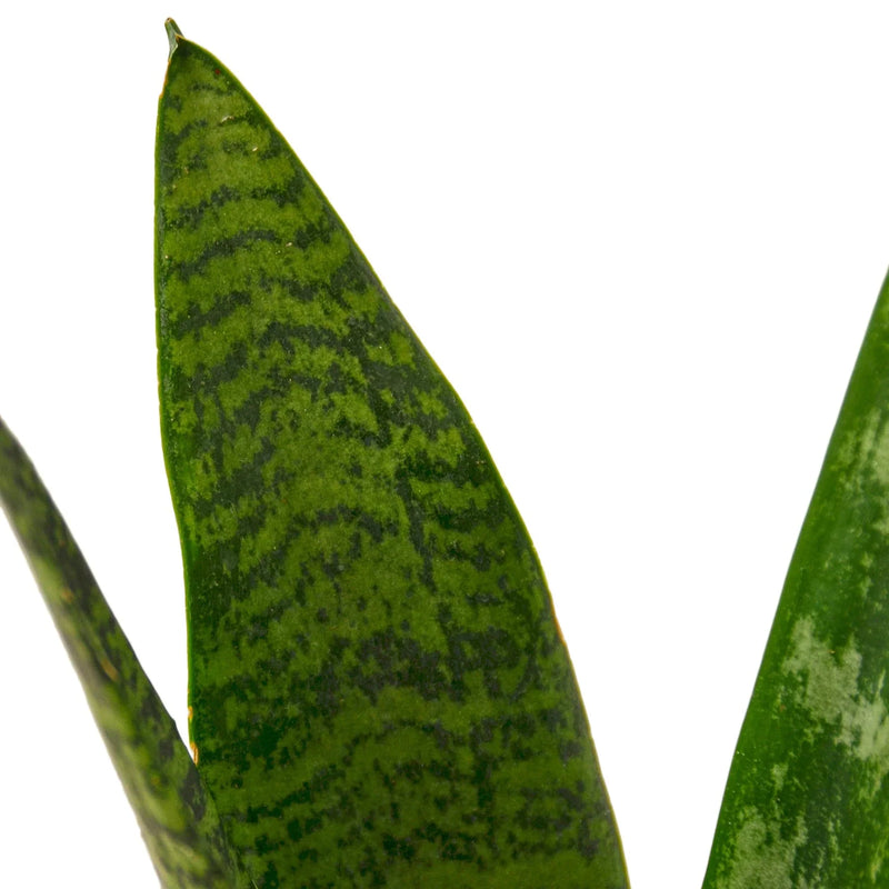 Snake Plant ‘Zeylanica’ (Sansevieria trifasciata) – Low-Maintenance, Air-Purifying Houseplant