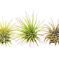 3 Ionantha Guatemala Air Plants / Blooms