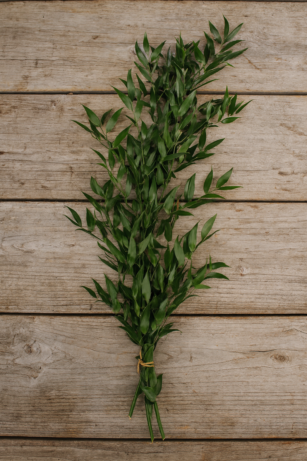 Italian Ruscus Bunches, 150 Gram – Fresh Greenery for Weddings, Events & Home Décor (5–6 Stems, 24–28")