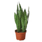 Snake Plant ‘Zeylanica’ (Sansevieria trifasciata) – Low-Maintenance, Air-Purifying Houseplant