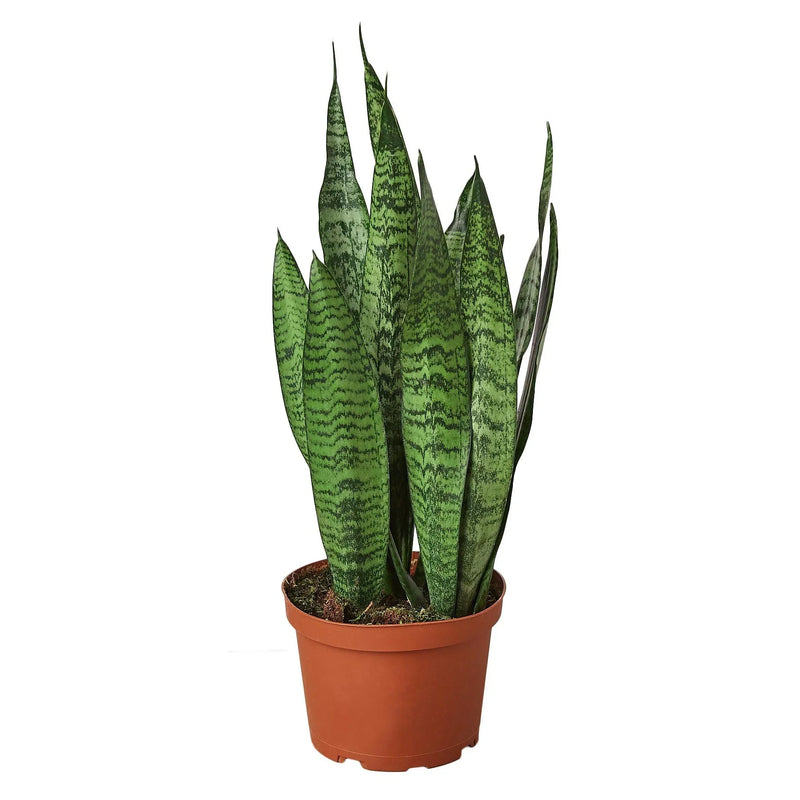Snake Plant ‘Zeylanica’ (Sansevieria trifasciata) – Low-Maintenance, Air-Purifying Houseplant