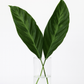 Louie Calathea Leaf Bunches – 10 Stems of Tropical Greenery (12–15")