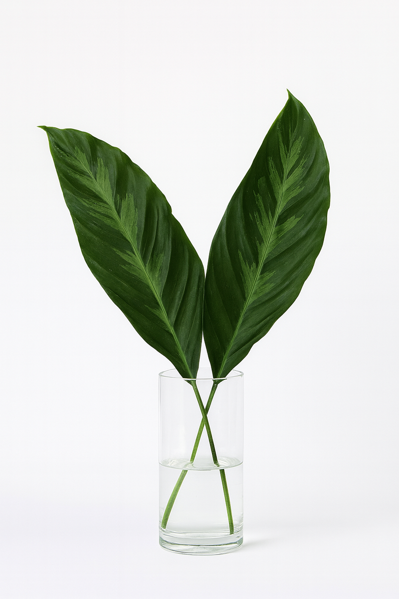 Louie Calathea Leaf Bunches – 10 Stems of Tropical Greenery (12–15")