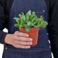 Ripple Jade Succulent