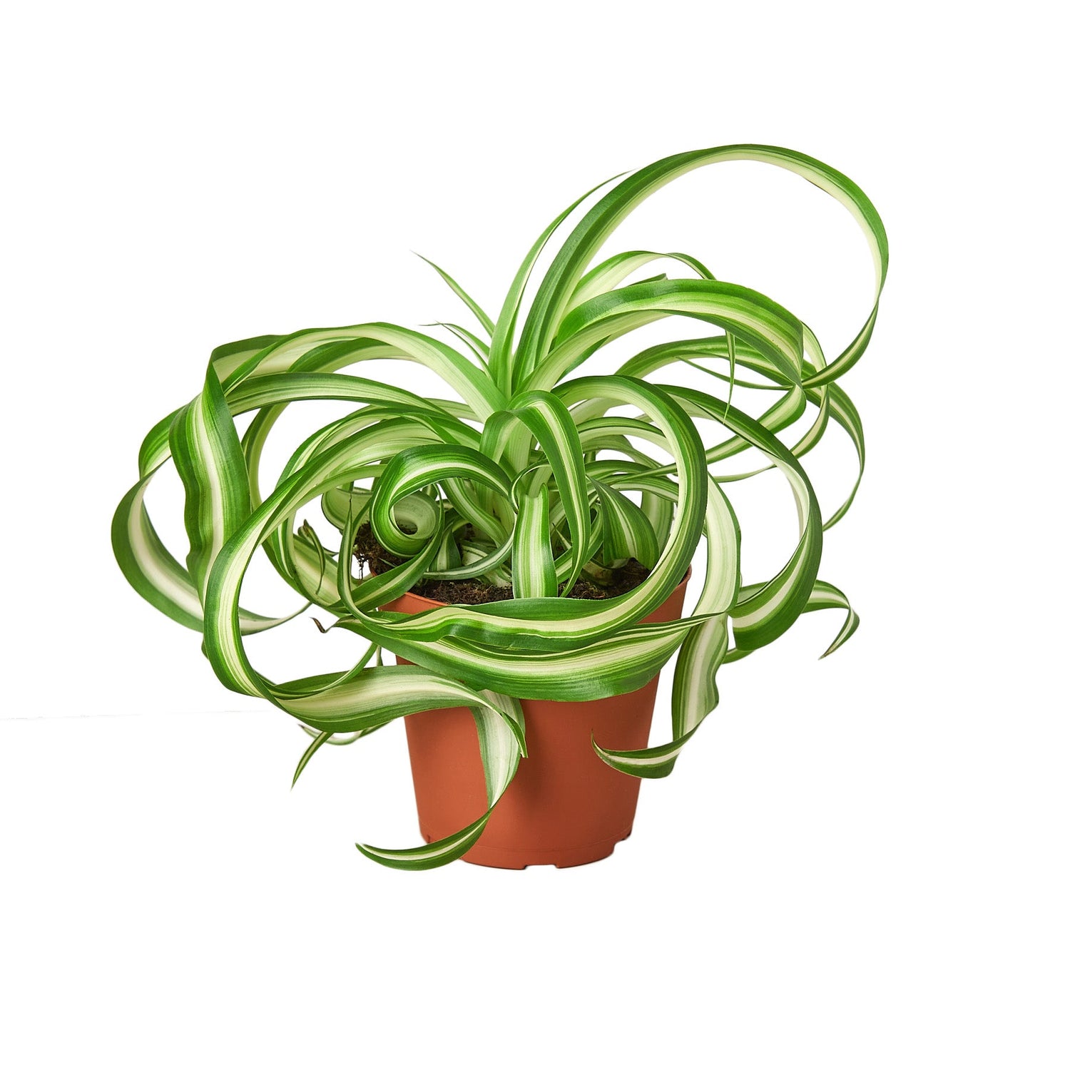 Spider Plant (Chlorophytum comosum) – Air-Purifying, Easy-Care Classic