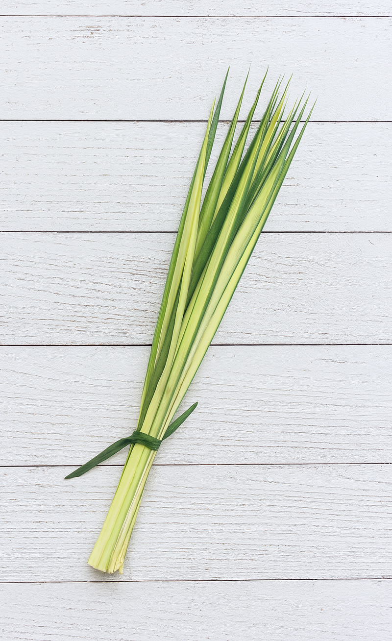 Fresh Palm Strips, Bundle of 50 | Natural Palm Leaves for Palm Sunday, Easter Services, Religious Celebrations & Decorative Use