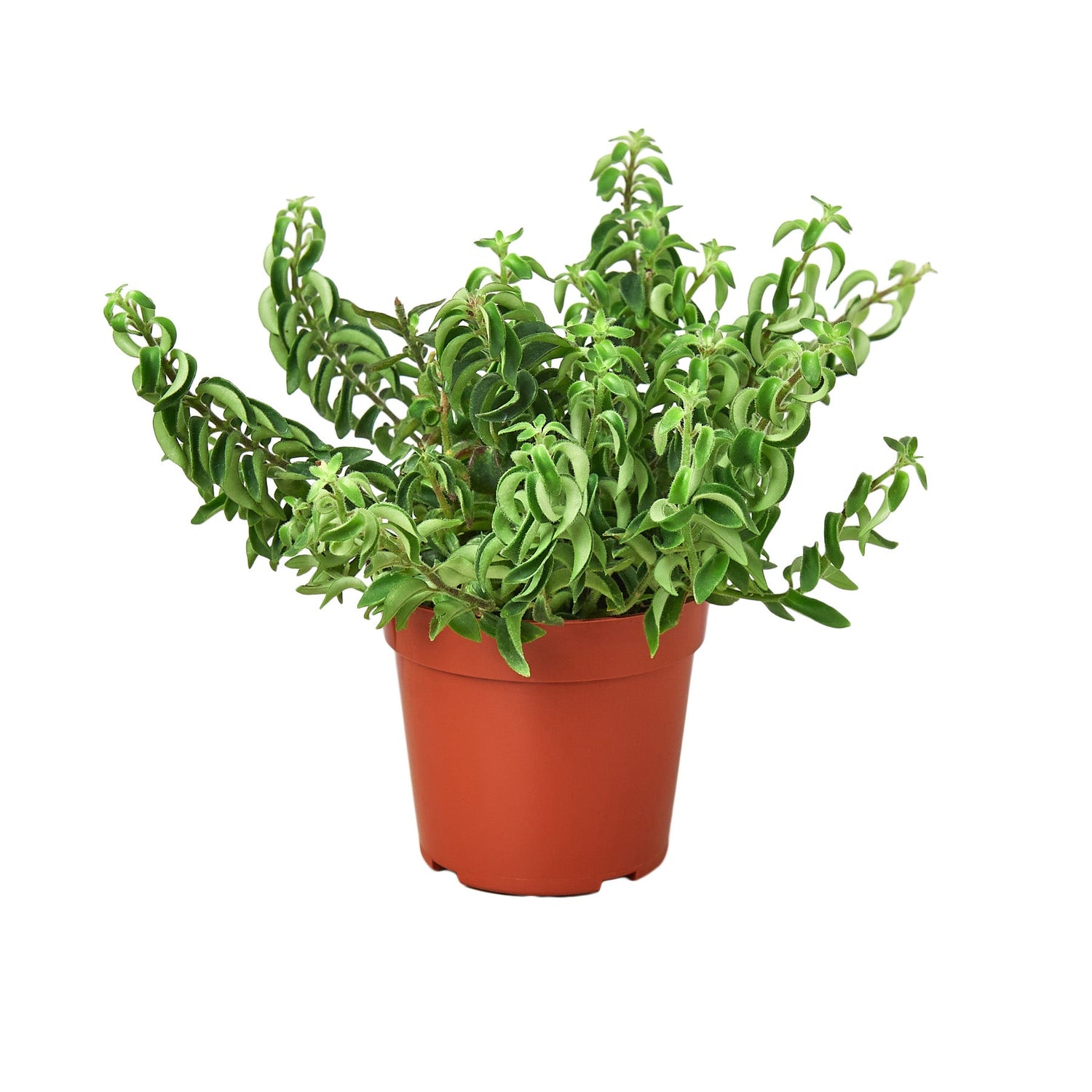 Lipstick Curly Plant (Aeschynanthus radicans) – Vibrant, Trailing, and Eye-Catching