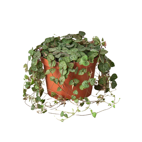 Succulent ‘String of Hearts’ – Trailing Beauty for Any Space
