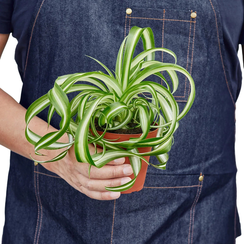 Spider Plant (Chlorophytum comosum) – Air-Purifying, Easy-Care Classic