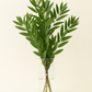 Fresh Bay Leaf Foliage (Laurus Nobilis, Laurel) – Premium Greenery 🌿✨