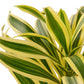 Dracaena ‘Song of India’ (Dragon Tree) – Bright & Hardy Tropical Beauty