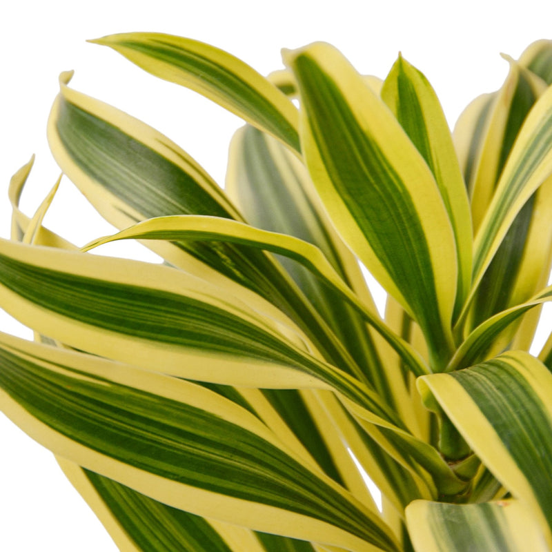 Dracaena ‘Song of India’ (Dragon Tree) – Bright & Hardy Tropical Beauty