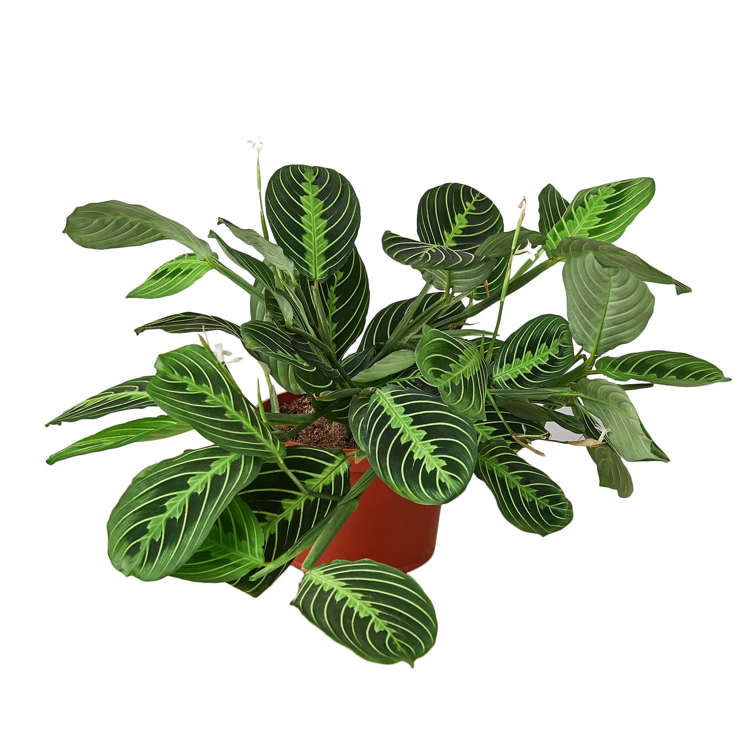 Prayer Plant (Maranta) – Colorful, Pet-Safe Tropical Beauty