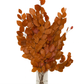 Copper Beech- Fall Preserved Leaves