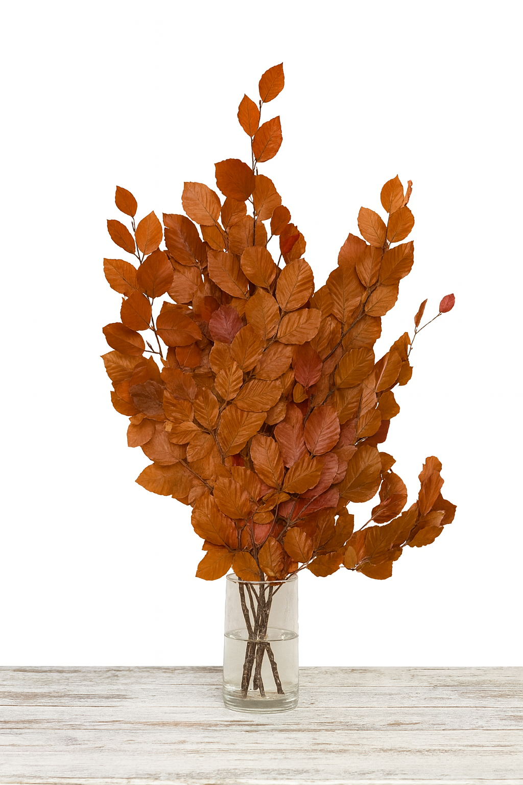 Copper Beech- Fall Preserved Leaves