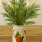 Leyland Cypress Bunches