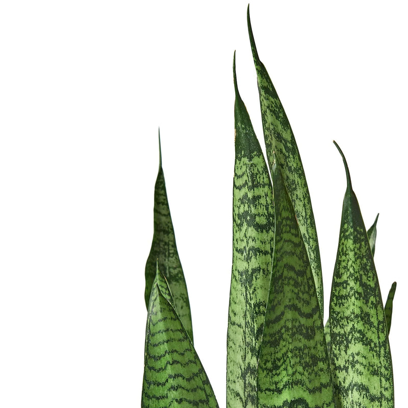 Snake Plant ‘Zeylanica’ (Sansevieria trifasciata) – Low-Maintenance, Air-Purifying Houseplant