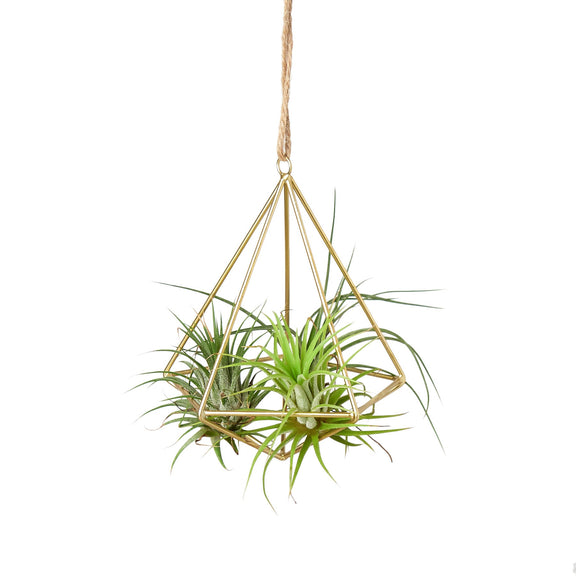 air plant garland Air Plant Display Hanger