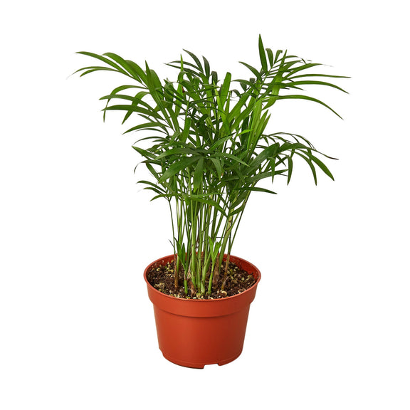 parlor palm air cleaning Parlor Palm (Chamaedorea elegans) – Elegant, Low-Light, Air-Purifying – The Garland Guy