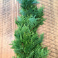 Fresh Leyland Cypress Garland