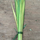 Palm Strips for Palm Sunday, Bundle of 50 Strips