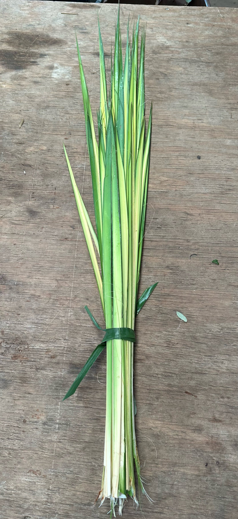 Palm Strips for Palm Sunday, Bundle of 50 Strips