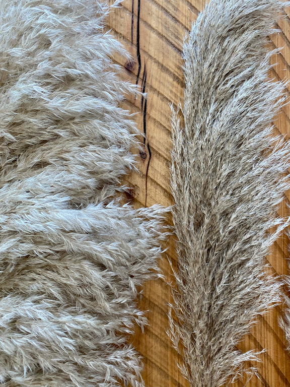 Pampas Grass – The Garland Guy