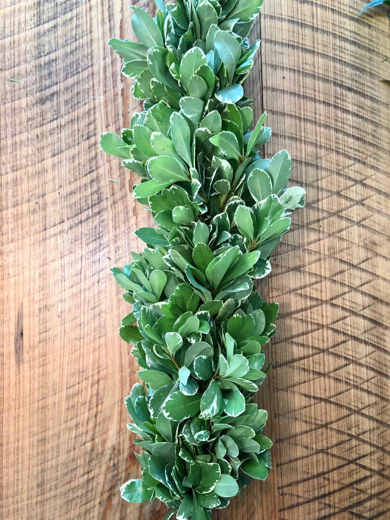 Variegated Pittosporum Garland (Wholesale)