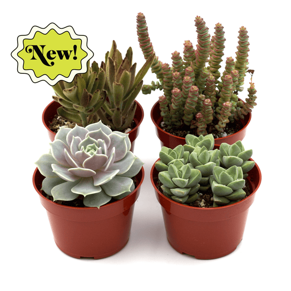 the succulent guy Succulent Variety Pack – 4" Pots