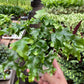 Fern 'Nicolas Diamond'