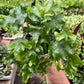 Fern 'Nicolas Diamond'