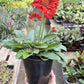 Gerbera Sweet Love Red